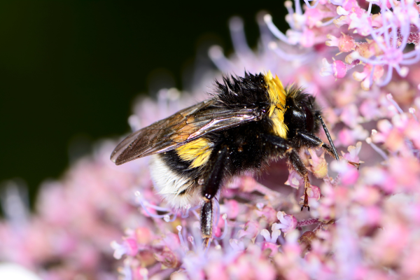 Bee on a flower