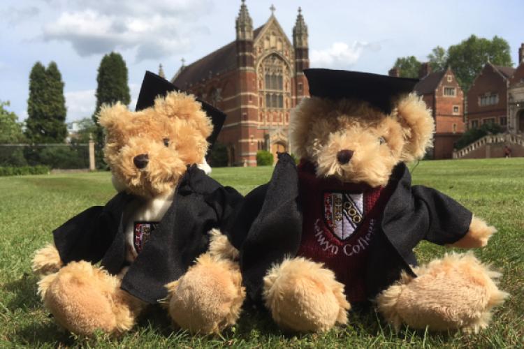 Selwyn Teddies