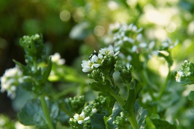 Bavarian Spoon Herb