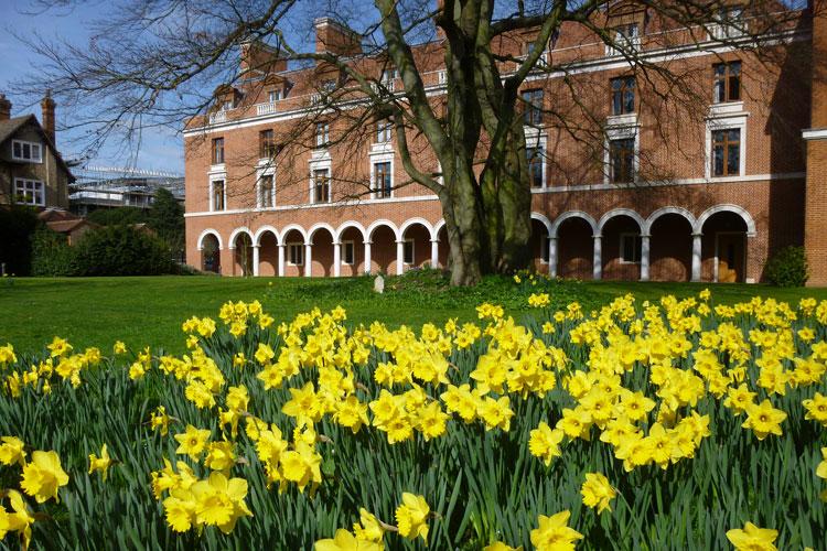 Daffodils in Ann's Court