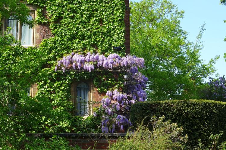 Wisteria